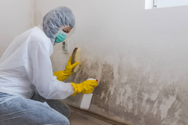 Best Fast Mold Removal  in Ross, OH
