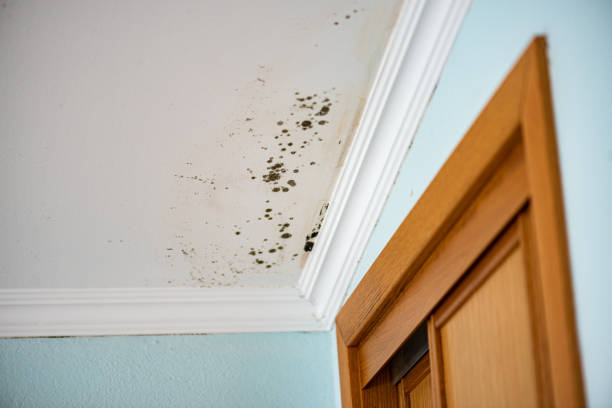 Best Attic Mold Removal  in Ross, OH