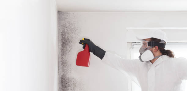Best Black Mold Removal  in Ross, OH