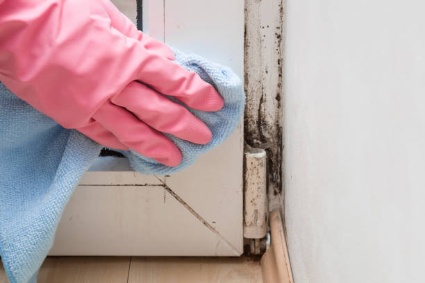 Best Mold Remediation  in Ross, OH